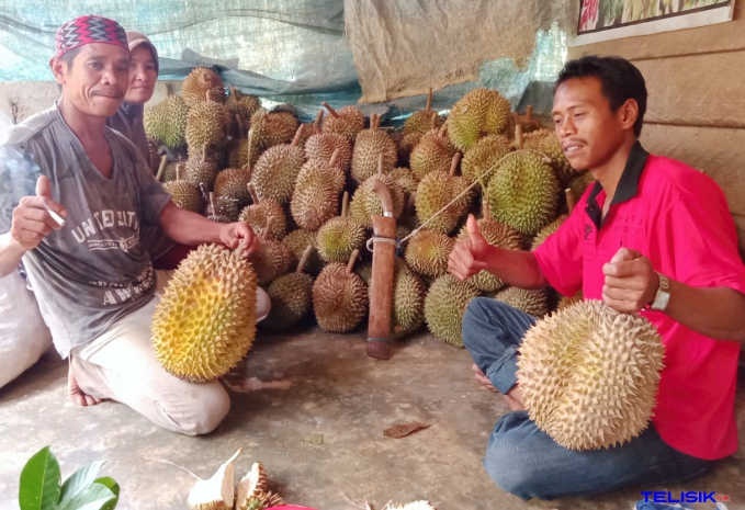 Kembangkan Durian Otong, Petani di Kolut Dapat Omset Rp100 Juta Pertahun