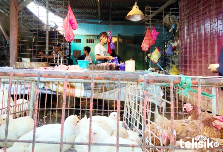 Tahan Tiga Hari, Warga Kendari Memilih Ayam Potong