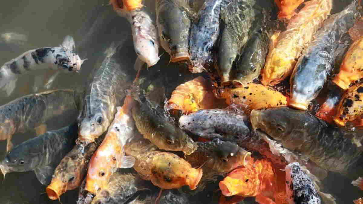 Bisnis Budidaya Ikan Hias di Kolaka Menjanjikan