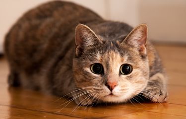 Jika Mendekat Jangan Diusir, Ini 3 Pesan Allah yang Dibawa Kucing untuk Manusia