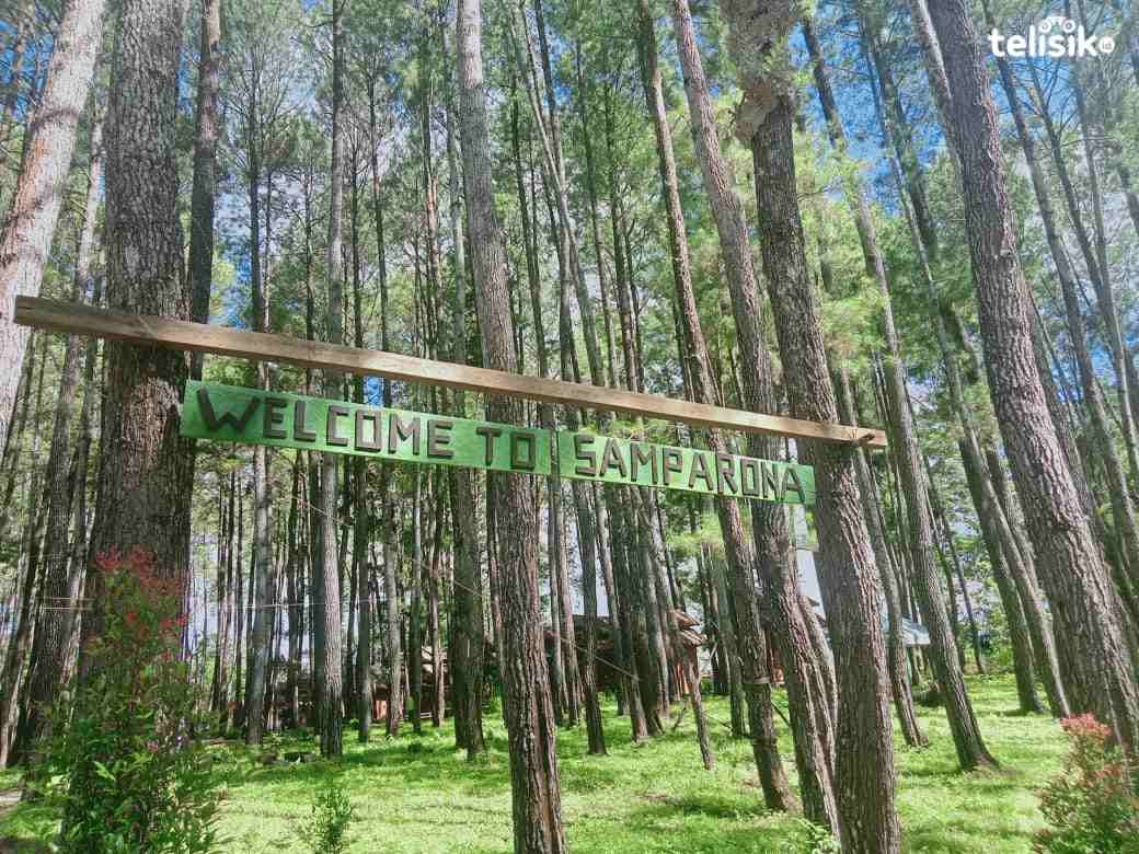 Yuk, Nikmati Keindahan Taman Alam Hutan Pinus Samparona di Baubau