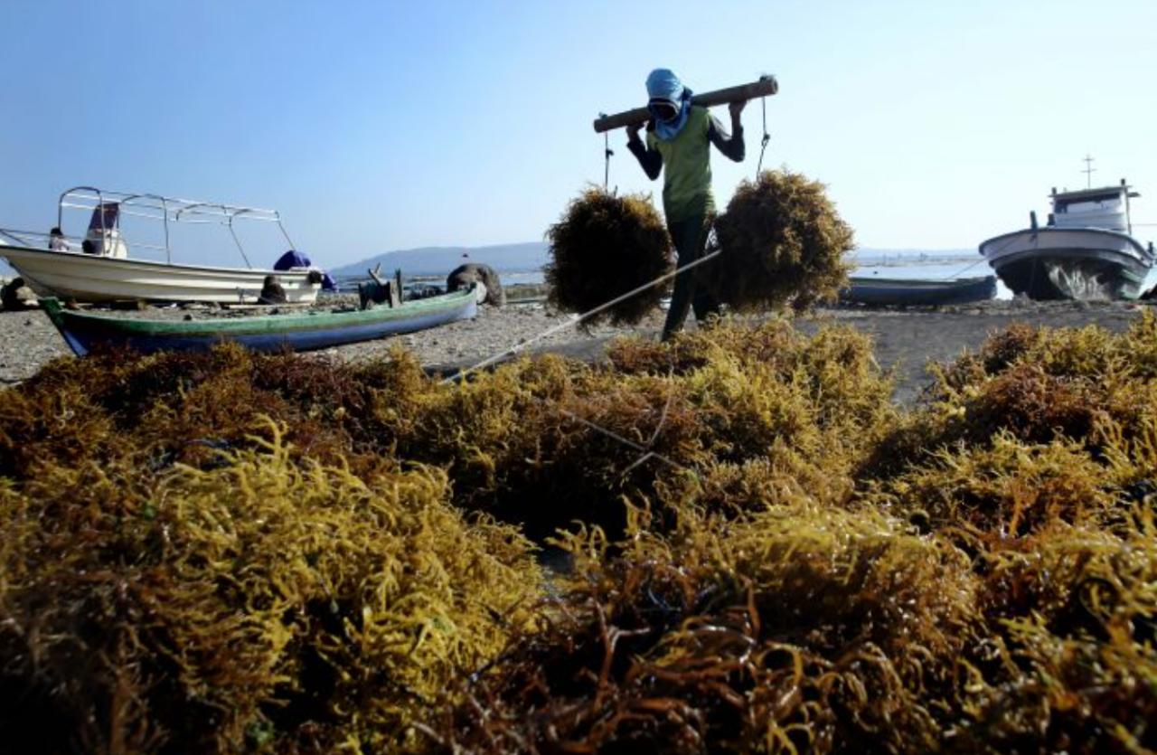 Soal Dugaan Kecurangan Proyek Rumput Laut di Busel, Begini Pengakuan Direktur Perusahaan