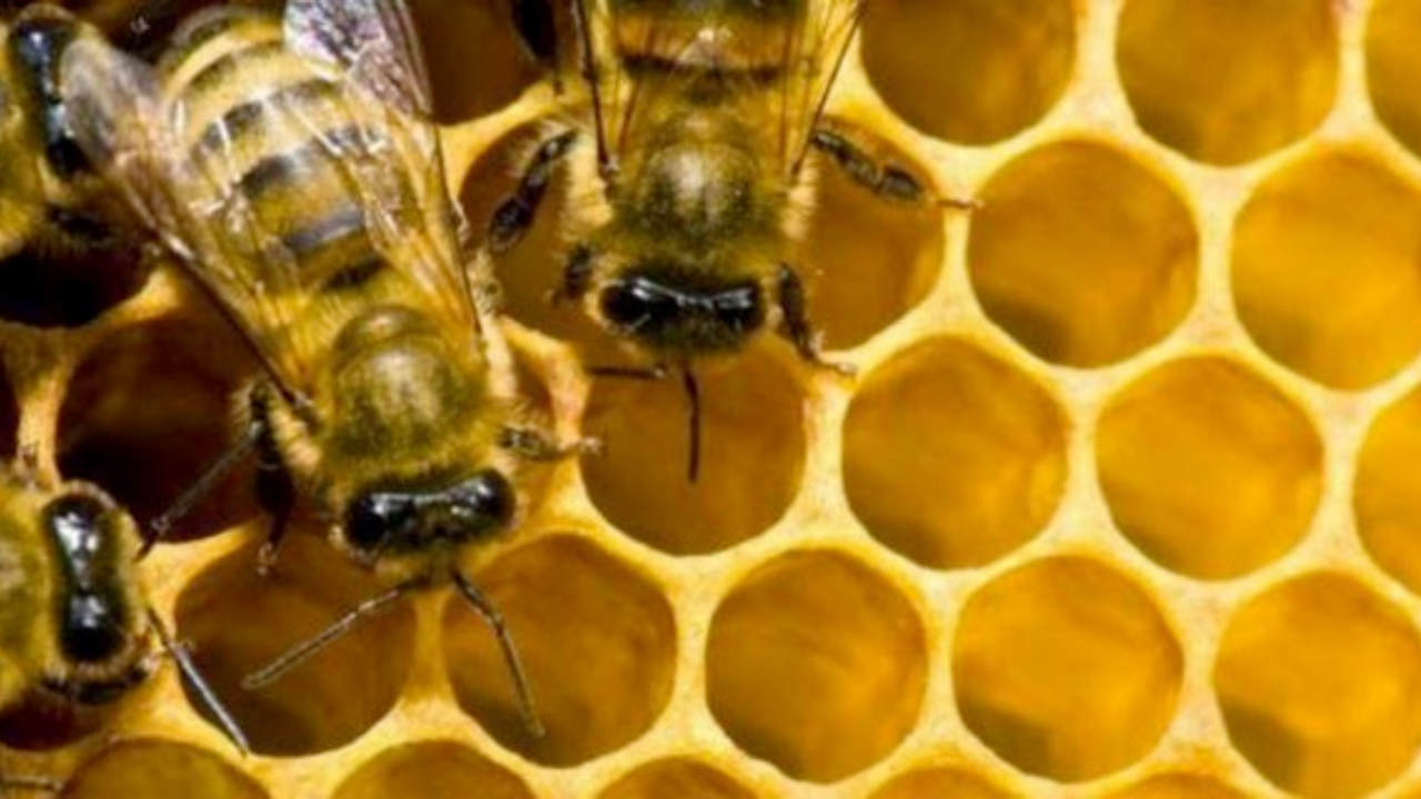 4 Keistimewaan Lebah yang Wajib Ditiru