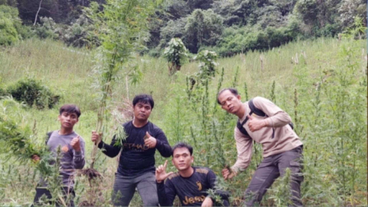Polisi Temukan Ladang Ganja Seluas 2 Hektare Siap Panen