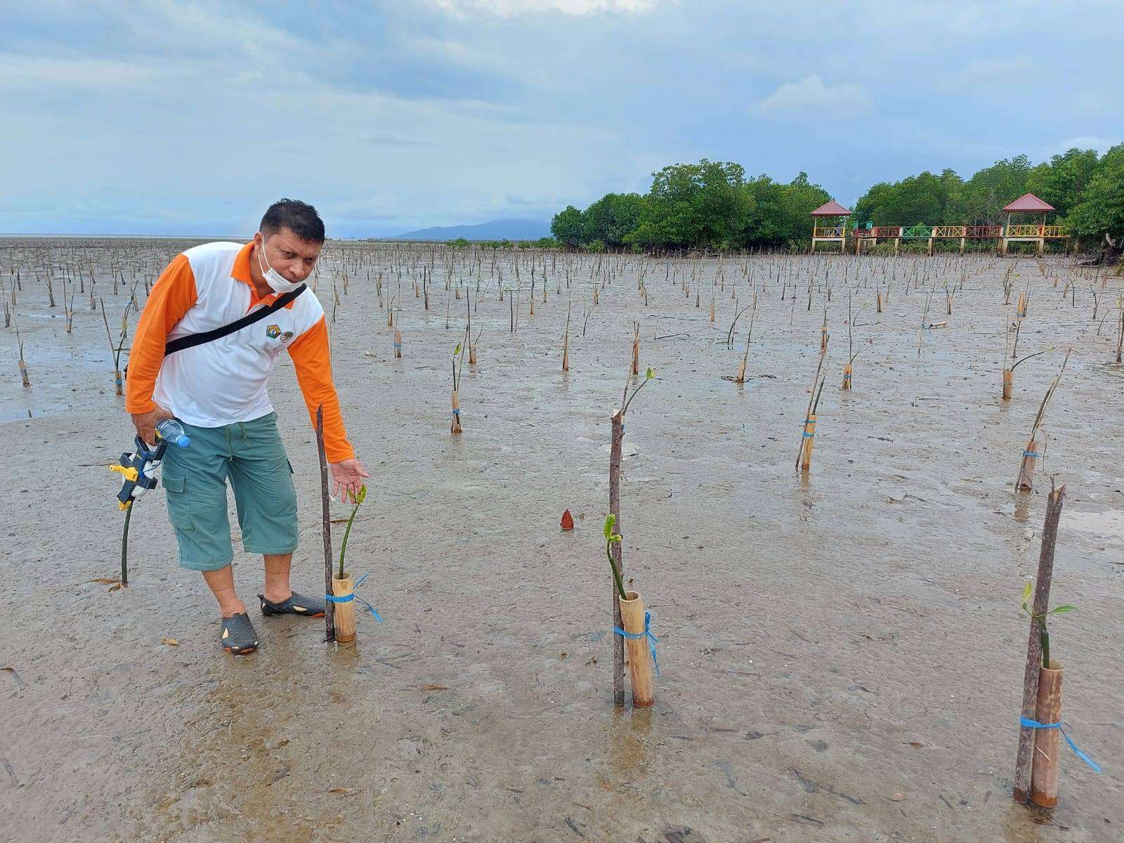 Cegah Kerusakan Hutan Pesisir, Dinas Kehutanan Sulawesi Tenggara Tanam Bibit Mangrove