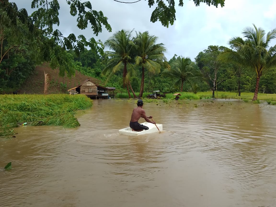 10 Hektare Lahan Persawahan Masyarakat Buton Utara Tergenang Banjir, Sapi Ikut Terendam