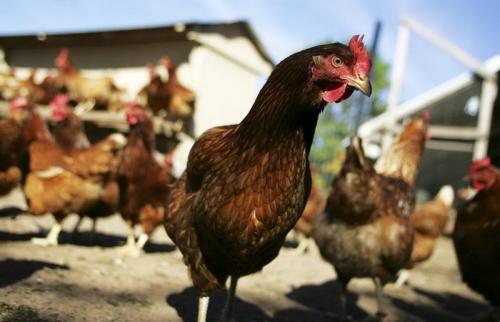 Viral: Ayam di Thailand Diberi Makan Ganja, Kualitas Lebih Unggul
