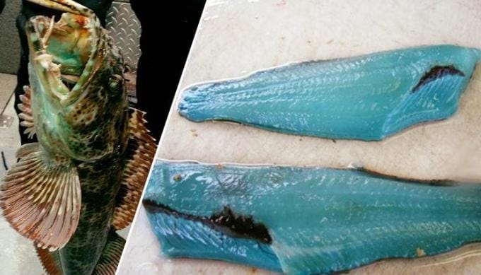 Lingcod, Ikan Unik dengan Daging Berwarna Biru