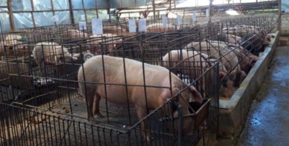 Ribuan Babi di NTT Mati akibat Virus