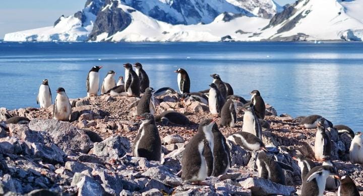 Deretan Fakta Benua Antartika yang Jarang Diketahui
