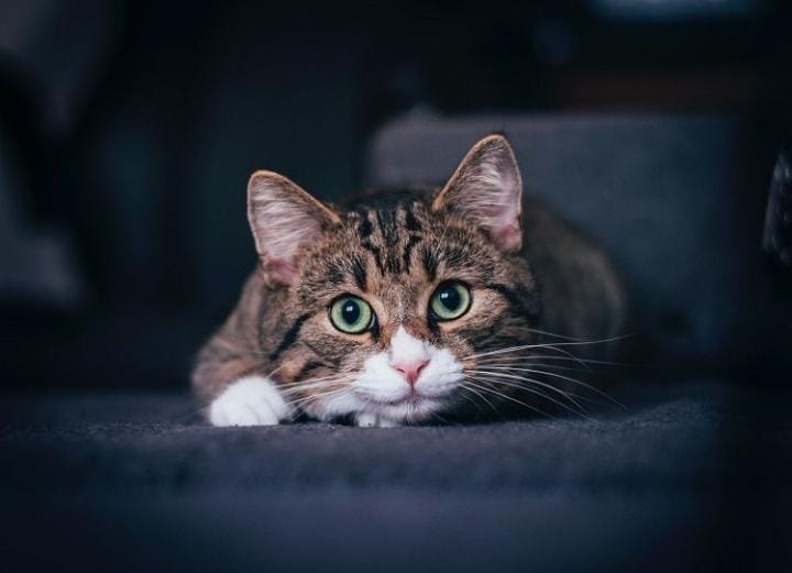 Ini Fakta Ilmiah Mengapa Mata Kucing Menyala di Tempat Gelap