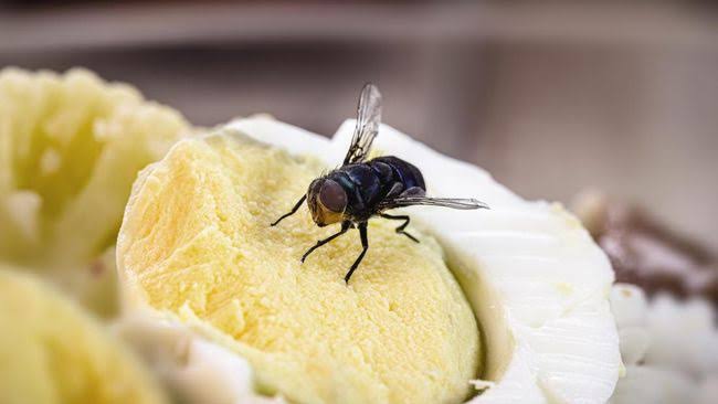 6 Cara Alami Usir Lalat di Rumah, Dijamin Ampuh