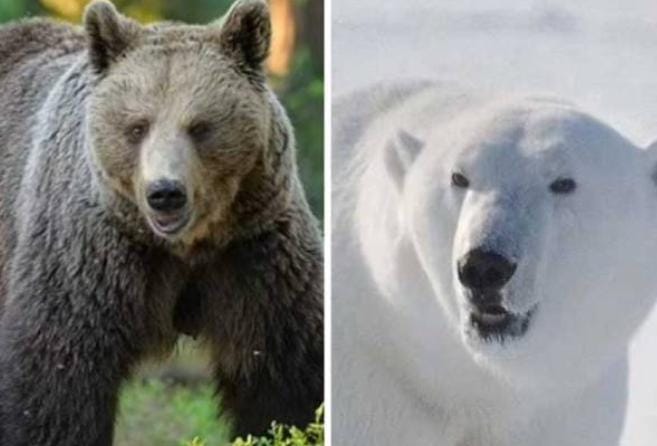 Dampak Perubahan Iklim Sebabkan Persilangan Alami Beruang