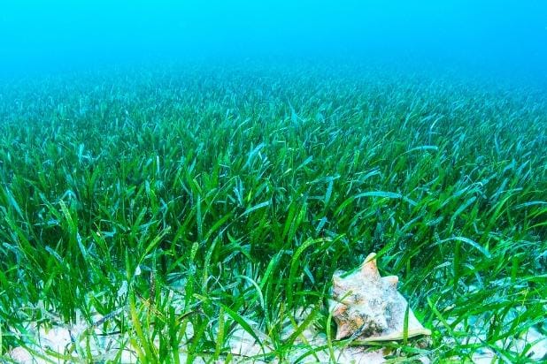 Peneliti Arab Saudi Temukan Padang Lamun Terbesar Dunia di Laut Bahama