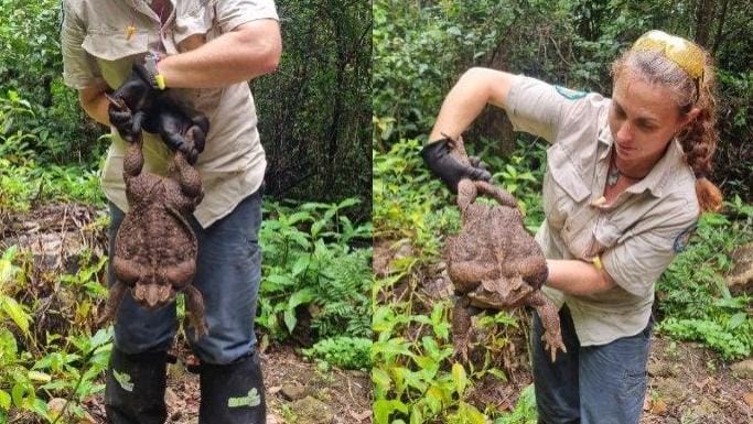 Katak Monster Berukuran Raksasa Ditemukan di Australia