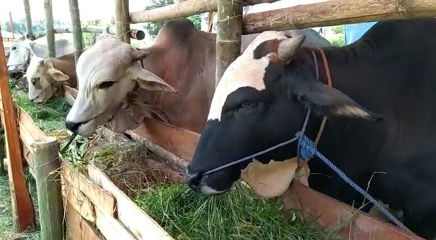 Kemenag: Hewan Kurban Tak Perlu Jalani Tes Swab - telisik.id