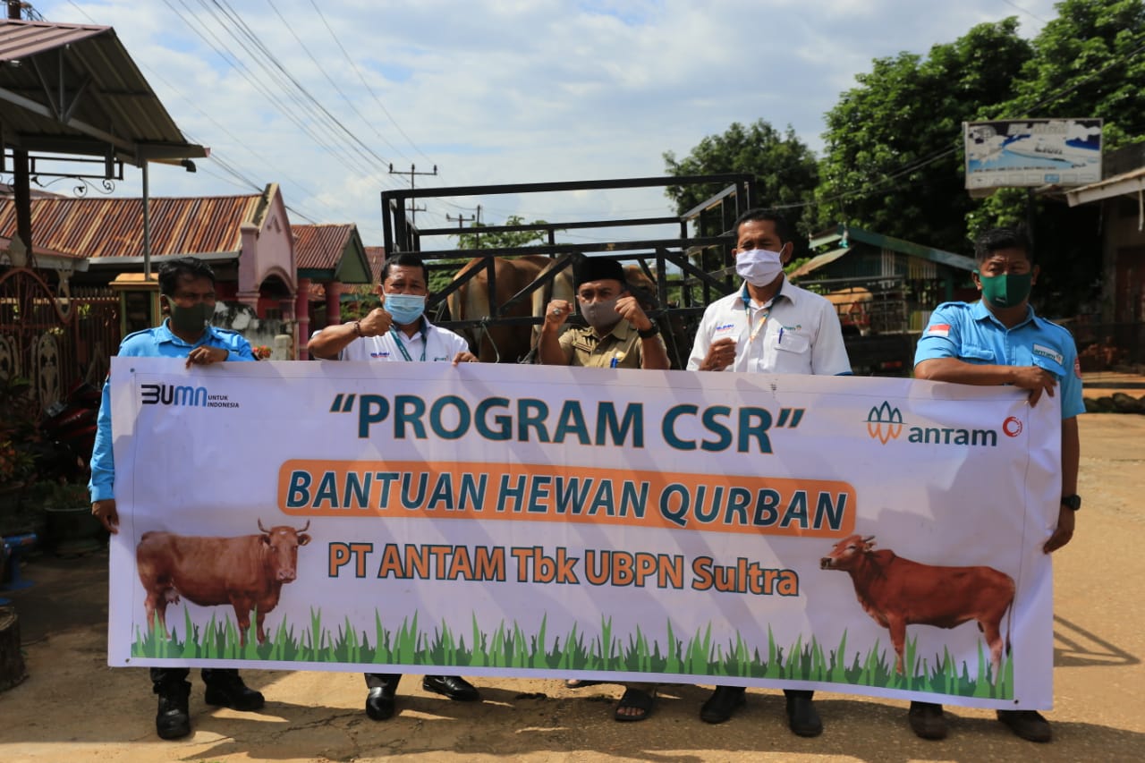 Pt Antam Tbk Salurkan Belasan Sapi Qurban Di Dua Kabupaten Telisik Id