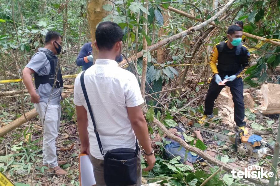 Tukang Senso di Muna Tewas Tertimpa Pohon Jati telisik id Tukang Senso di Muna Tewas Tertimpa Pohon Jati telisik id