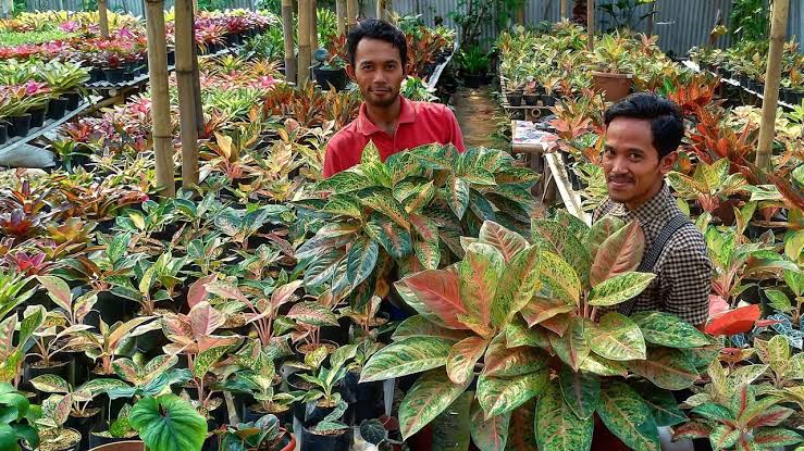 Cantiknya Bunga Aglonema Alias Ratu Daun Yuk Kenali Jenis Dan Harganya Telisik Id