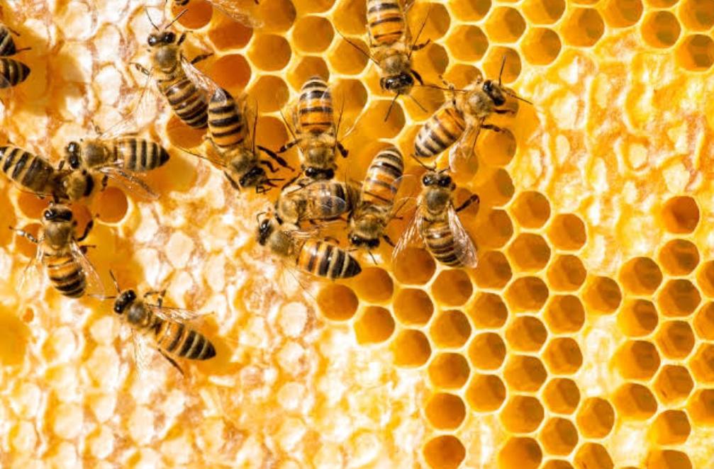 Manfaat lebah madu