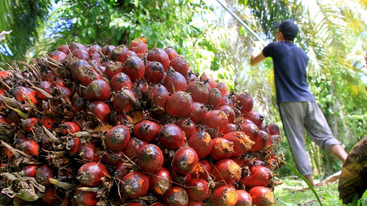 Indonesia Desak Uni Eropa Perlakukan Minyak Kelapa Sawit secara Adil