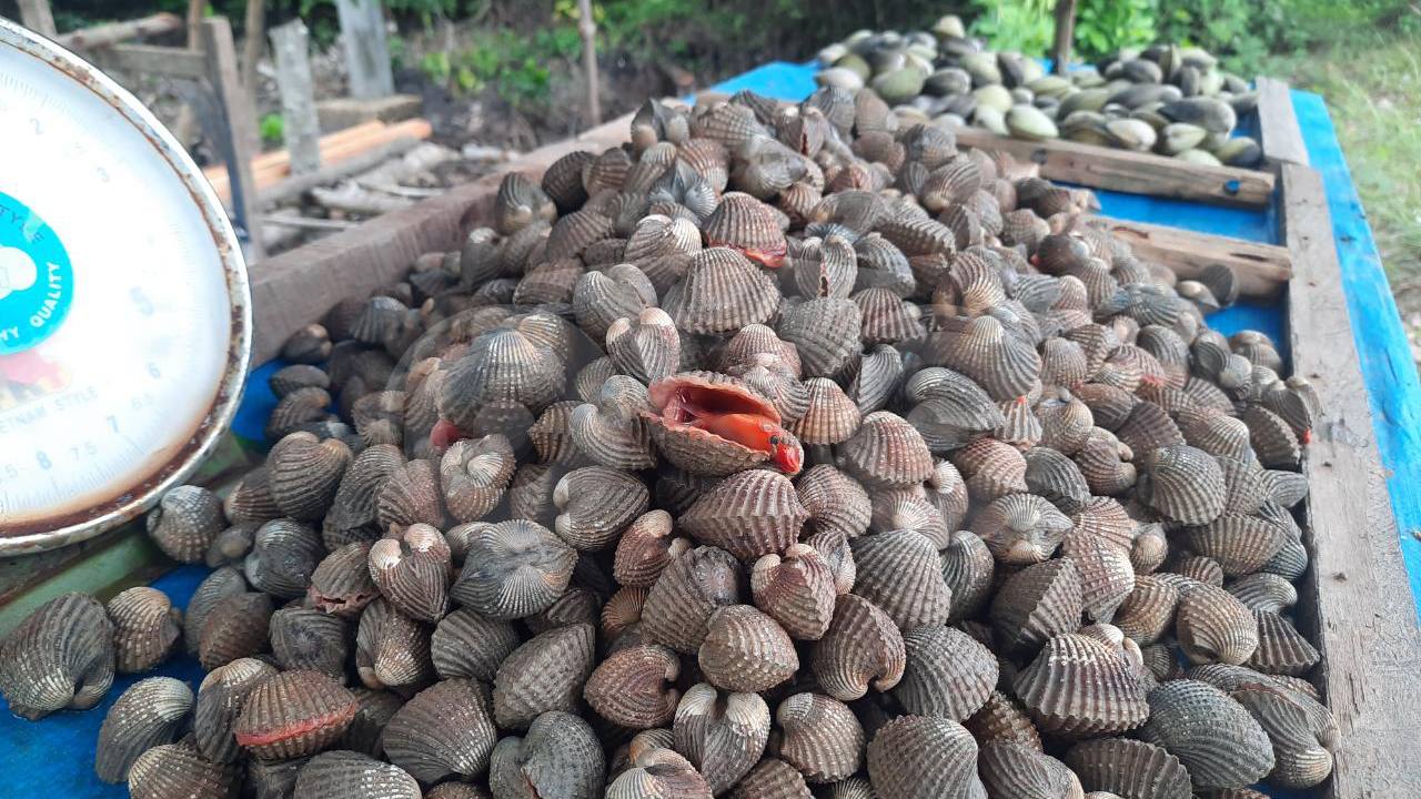 Khasiat Batu Mutiara Kerang Laut: Lebih dari Sekadar Perhiasan