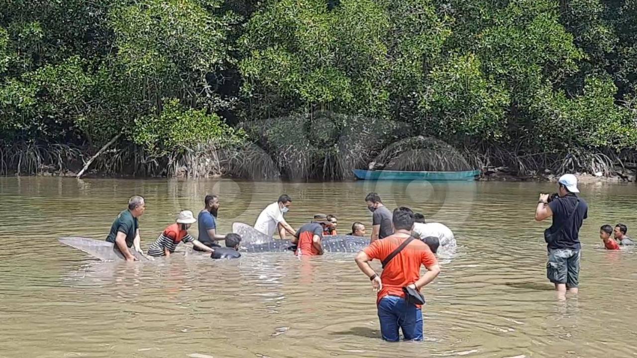 Ikan Hiu Paus Terdampar di Sungai Dekat RSUD Kota Kendari