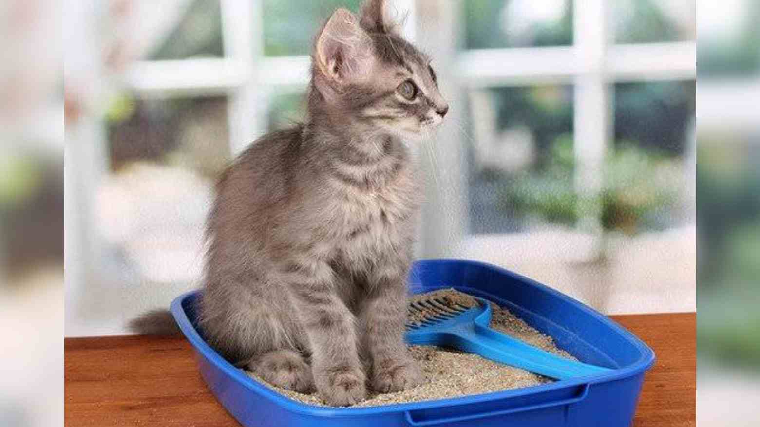 6 Cara Melatih Kucing Peliharaan agar Tidak Buang Air di Sembarang Tempat