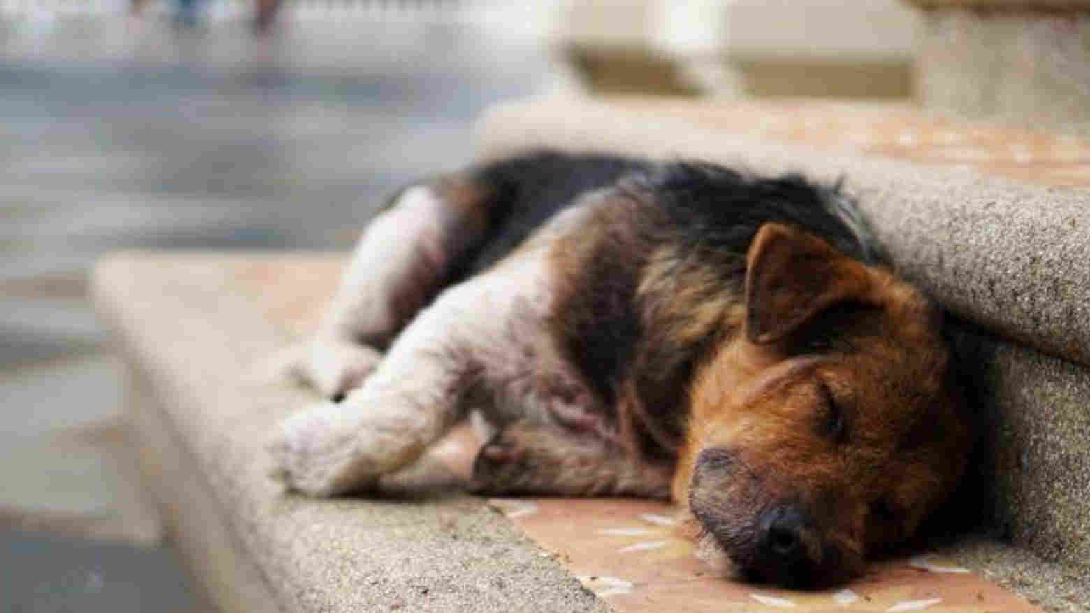Perkosa hingga 40 Ekor Anjing, Kakek Ini Ditangkap Polisi