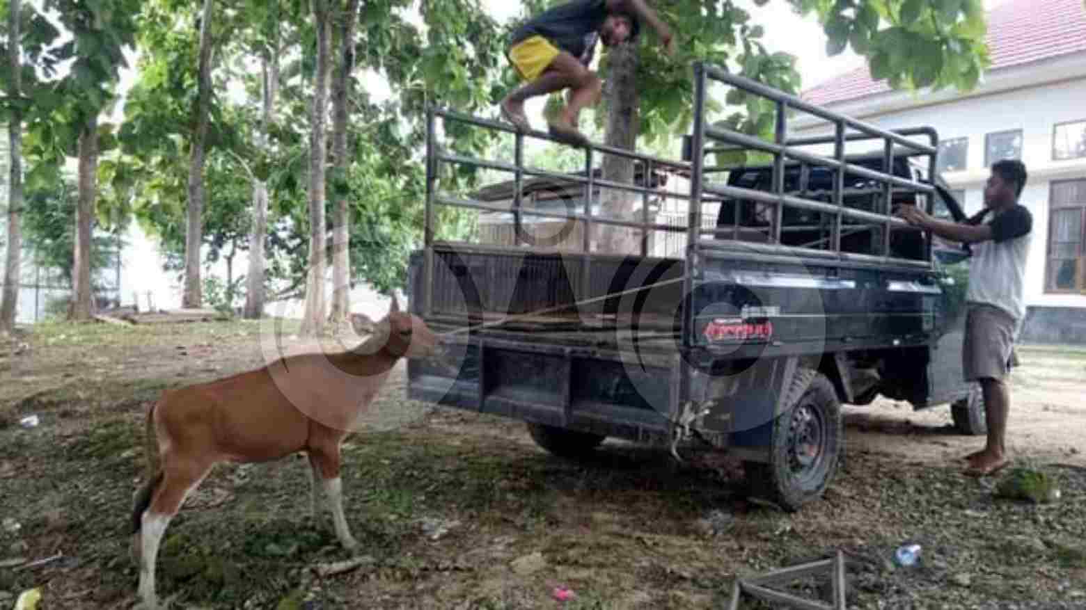 Pol PP Muna Kandangkan Ternak yang Berkeliaran Dalam Kota