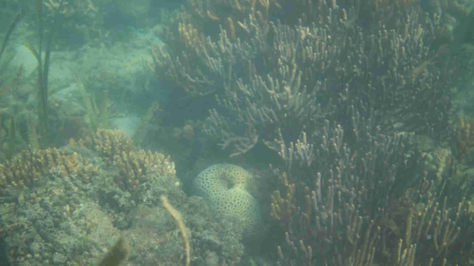 Tambang Pasir Liar di Mubar Ancam Ekosistem Laut Selat Tiworo