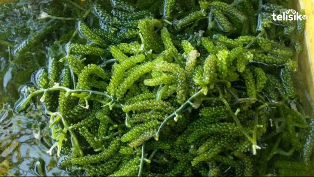 5 Makanan Seafood Mentah Khas Wakatobi, Tak Kalah Enak dari Sashimi dan