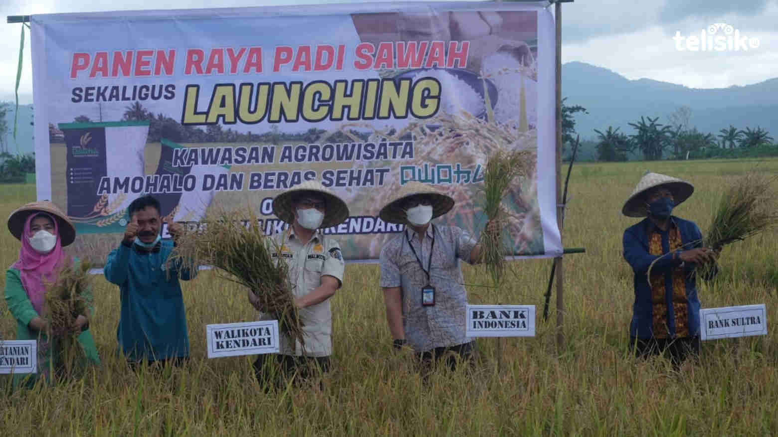 Wali Kota Kendari Panen Raya dan Launching Beras Organik Owoha