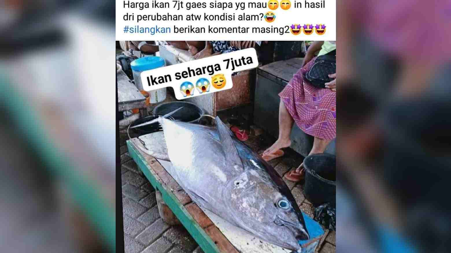 Harga Ikan di Wakatobi Capai Rp 7 Juta Per Ekor, Viral di Media Sosial