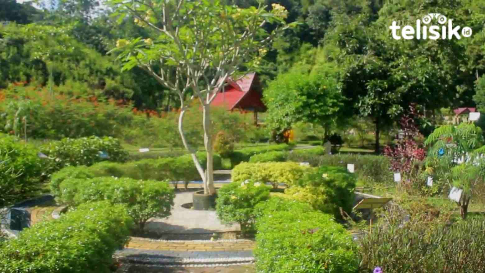 Tanaman Obat Ada di Taman Kebun Raya Kendari