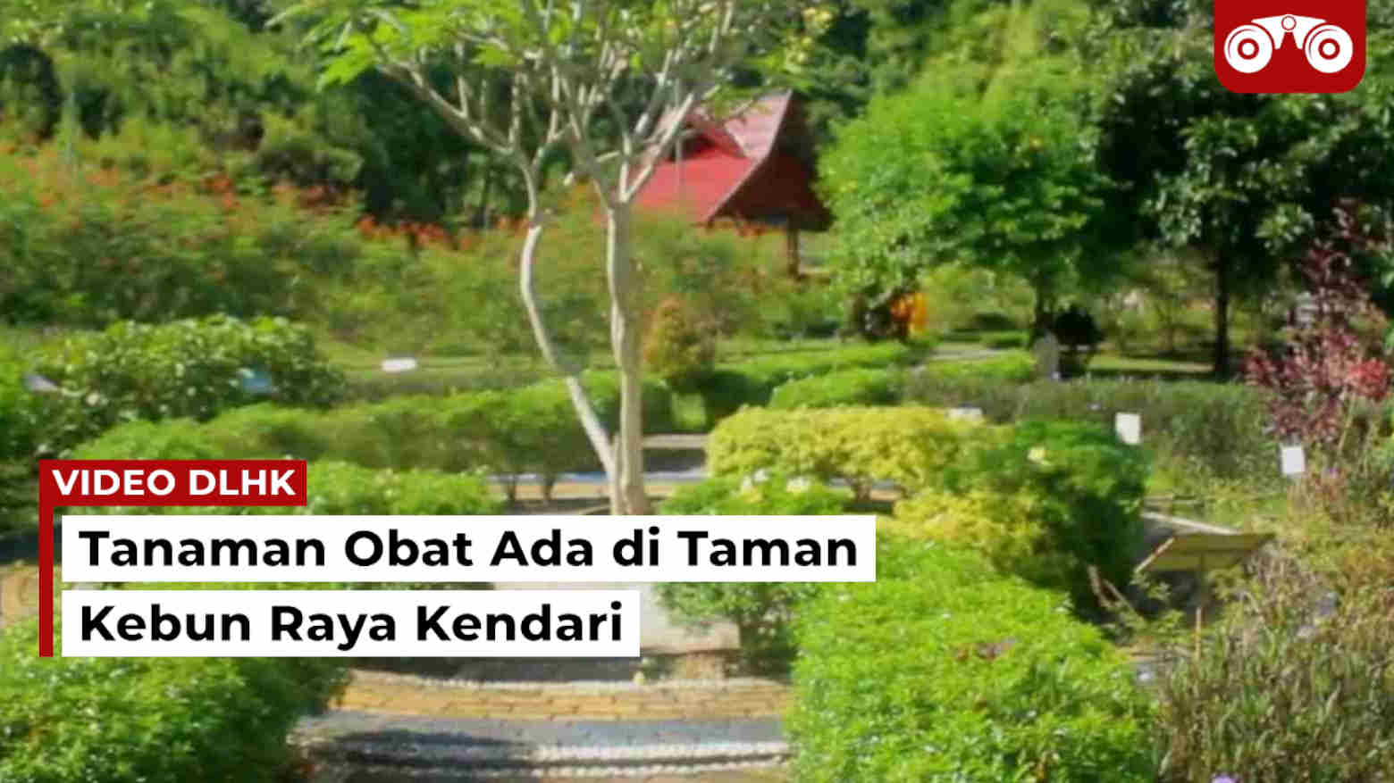 Video: Tanaman Obat Ada di Taman Kebun Raya Kendari