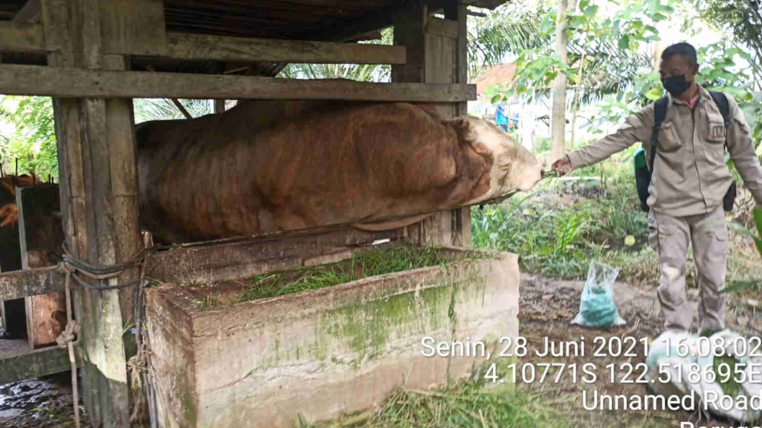 Jokowi Sumbang Sapi Kurban untuk Warga Sultra, Ini Penampakannya