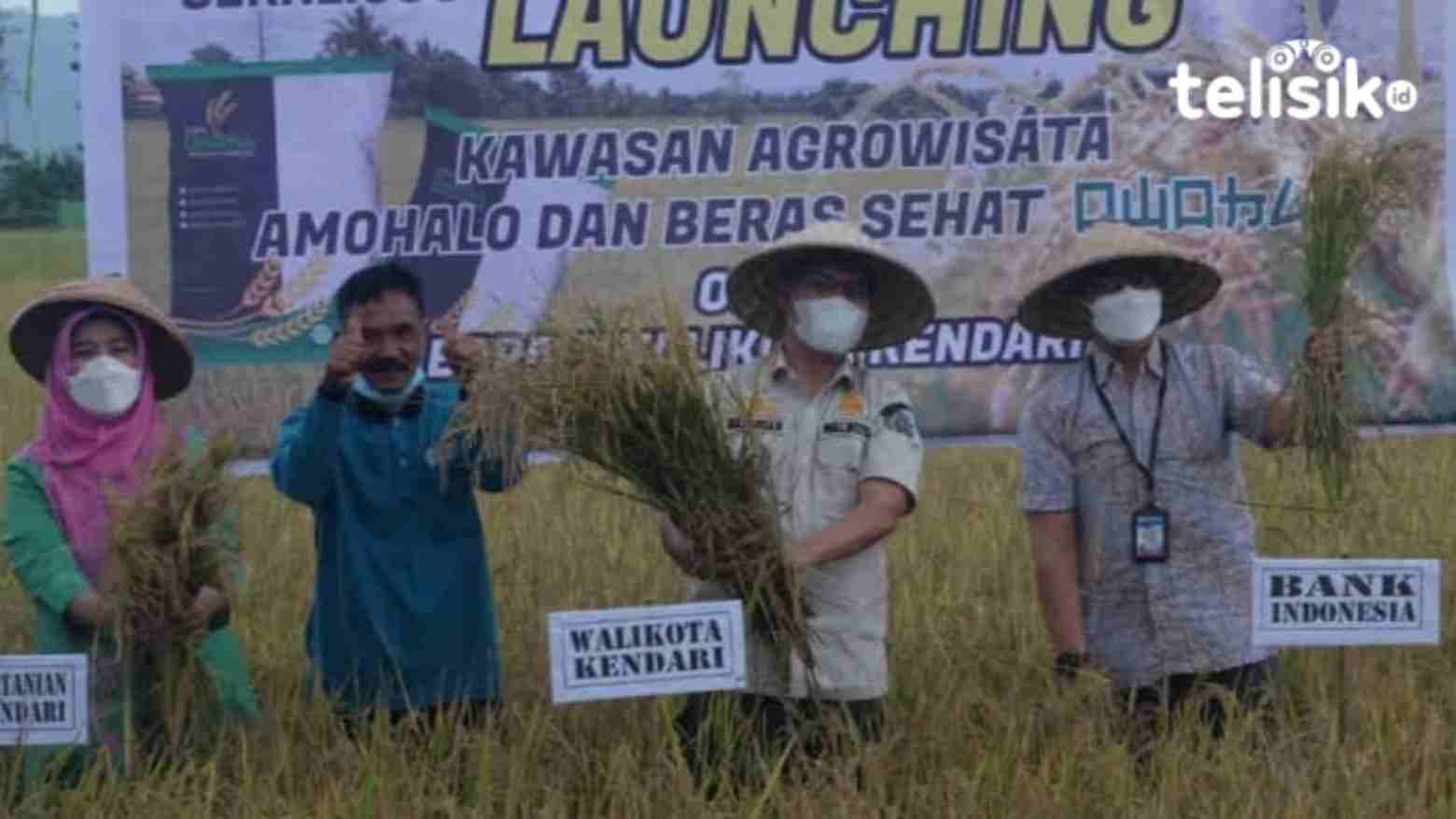 Serap Beras Petani Amohalo untuk ASN, Tunggu Surat Edaran Wali Kota