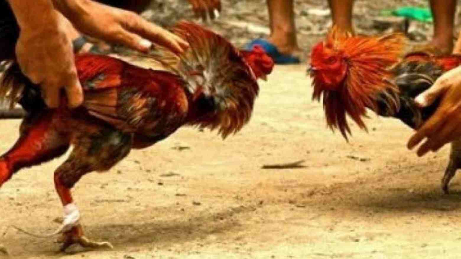 Tiga Zonasi Arena Judi Sabung Ayam di Mubar Rawan Konflik