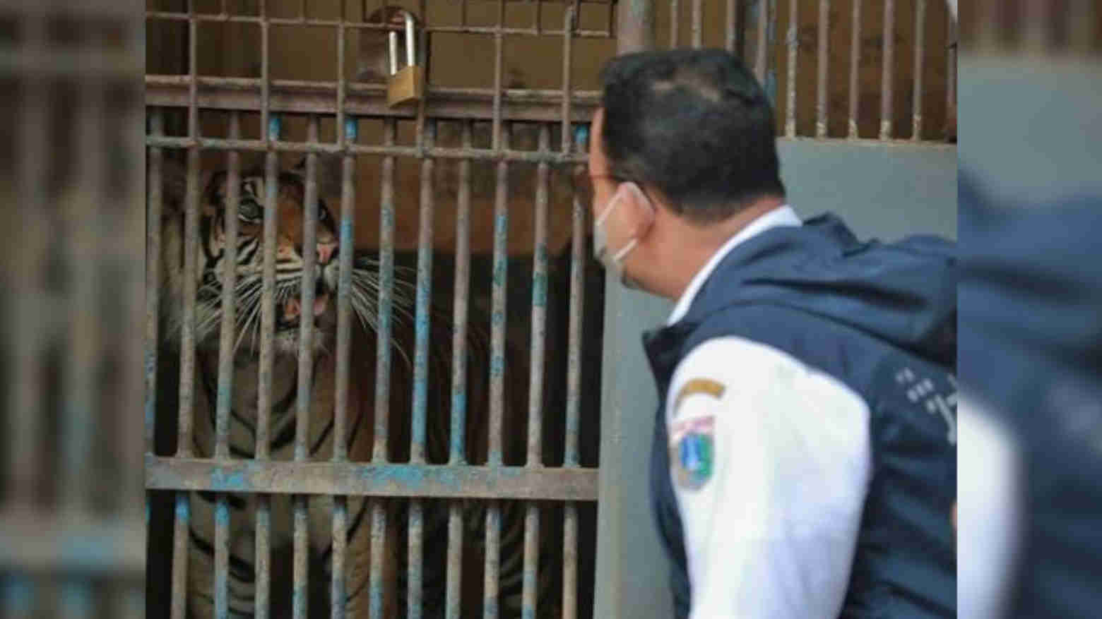 Dua Harimau Sumatera di Ragunan Terpapar COVID-19, Kok Bisa?