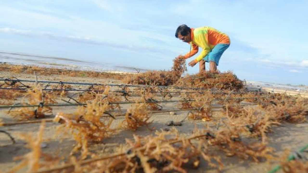 APH Diminta Bergerak, PPK Pengadaan Bibit Rumput Laut di Busel Bantah Ada Kecurangan