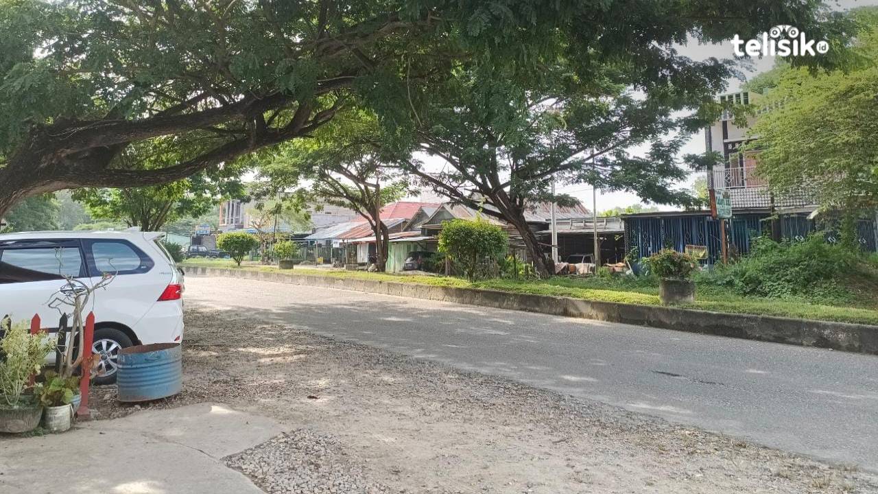 Dinilai Pohon Pelindung Mudah Tumbang, DLH Konawe Bakal Ganti dengan Ketapang Kencana