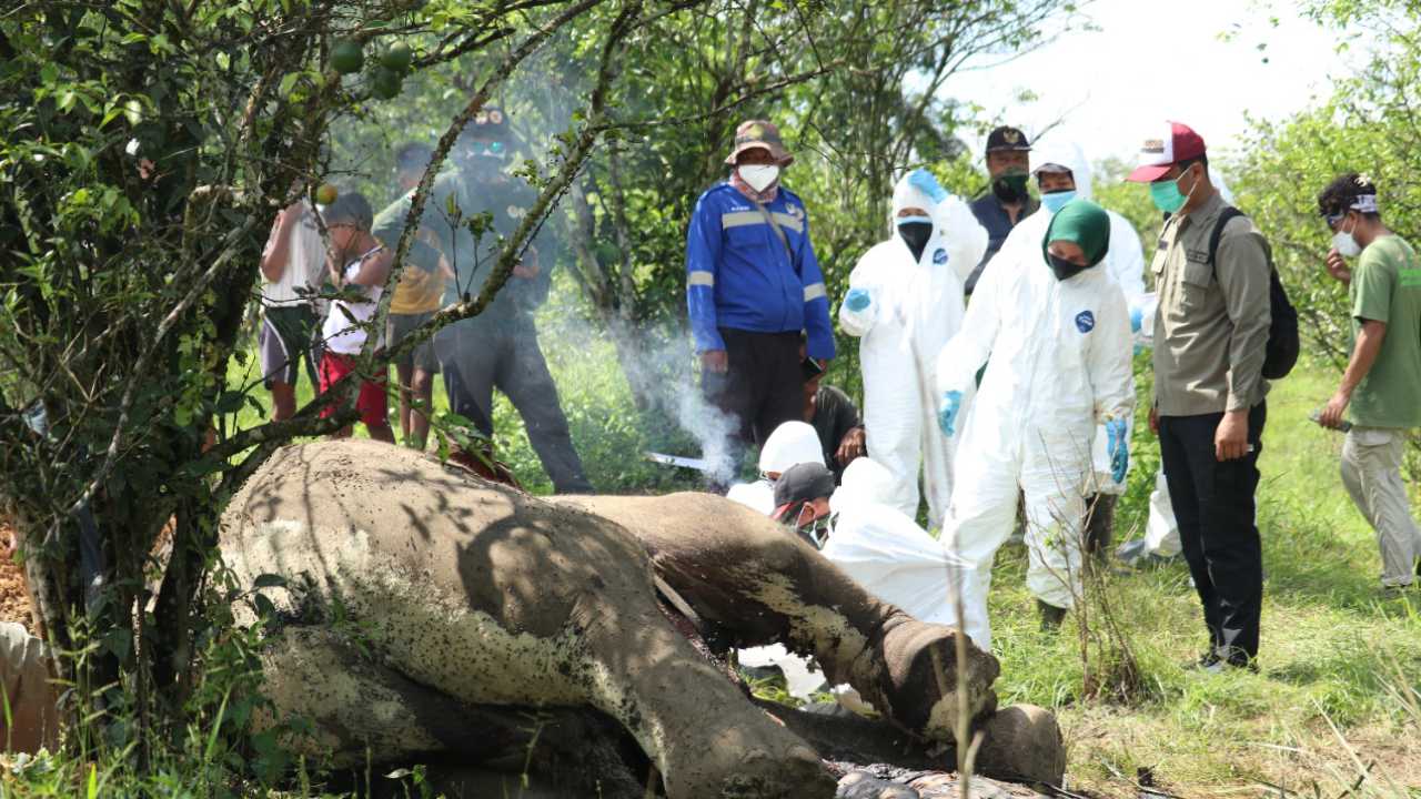 Dua Ekor Gajah Sumatera Ditemukan Mati, Diduga Ini Penyebabnya