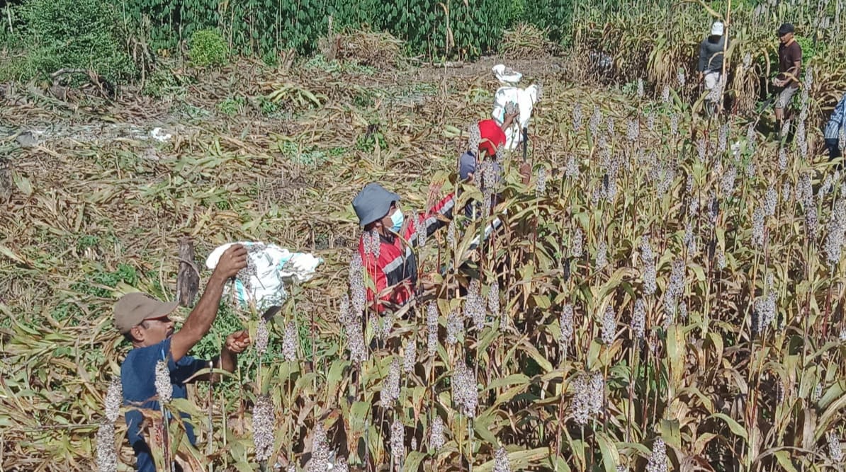 Panen Raya Sorgum Jadi Strategi Kecamatan LAUT NTT Angkat Ketahanan Pangan