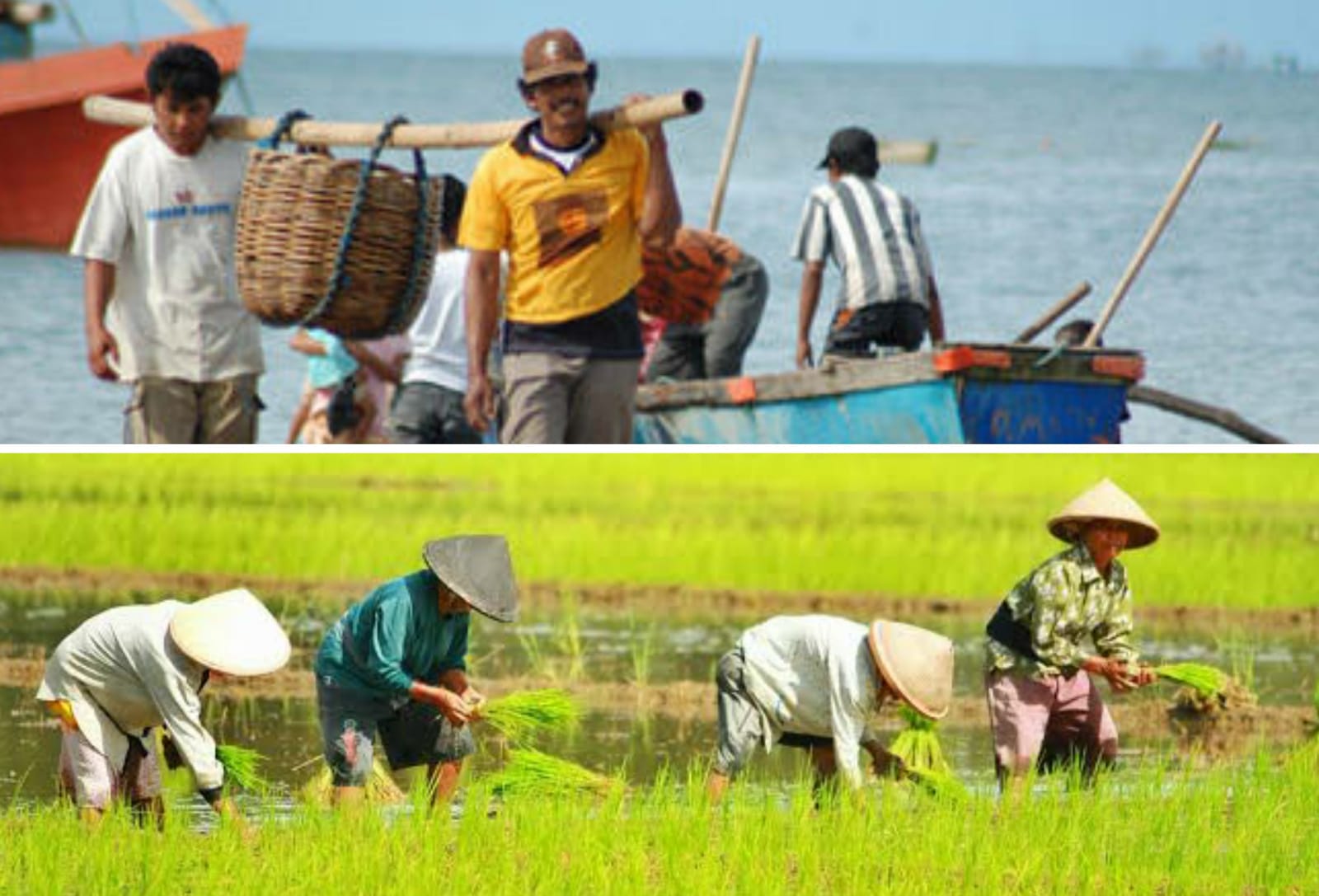 BPS Sultra: Daya Beli Petani Pada April 2022 Meningkat