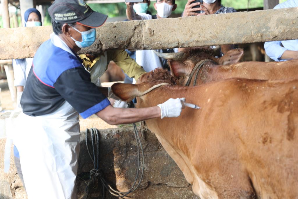 Minta Diatasi Sebelum Idul Adha, Legislator Jawa Timur Beber Ciri Ternak Terserang PMK