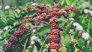 Penggunaan DD Pengadaan Bibit Kopi Tunggu Kajian Teknis DTPHP