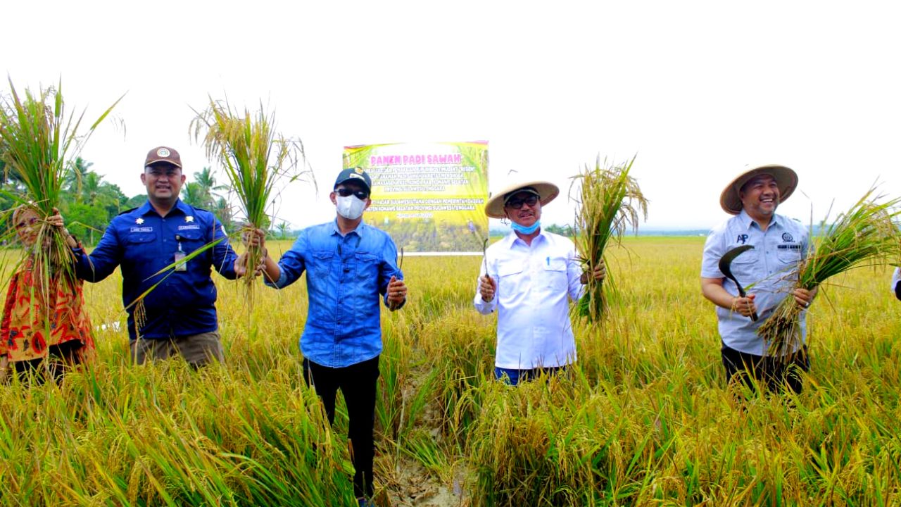 Bupati Konawe Selatan Panen Perdana Padi Organik di Konda