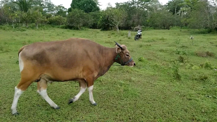 Indikasi Penyakit Mulut dan Kuku di Sulawesi Tenggara Masih Nihil