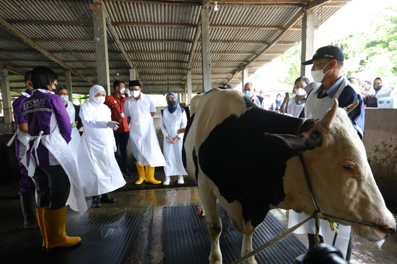 Jelang Idul Adha, Ribuan Sapi di Jawa Timur Disuntik Vaksin